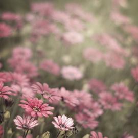 Rachel Bellinsky：一点点花的芬芳