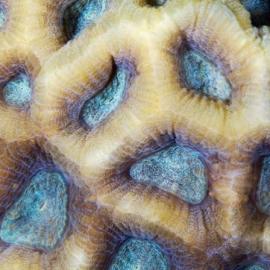 活石——密集恐惧这慎入