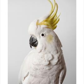 Leila Jeffreys：凤头鹦鹉