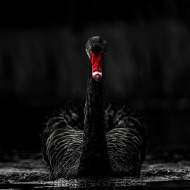 高贵优雅黑天鹅