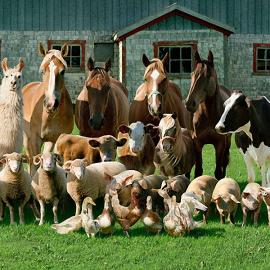 左边那只羊驼请看一下镜头