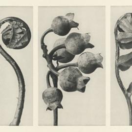 百科全书式的植物摄影大观