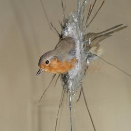 以动物标本的名义