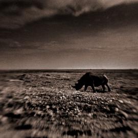 以梦为马：野性大自然的沉寂之美