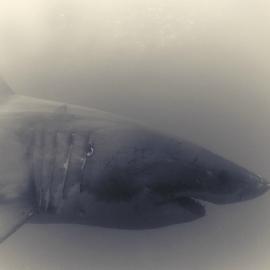 你没见过的大白鲨