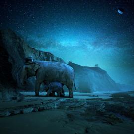 超现实主义影像：动物占领地球