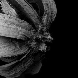 细节入魔，干枯的地狱之花