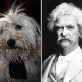 Dan bannino：流浪犬和作家