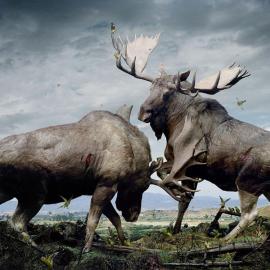 动物世界版的《冰与火之歌》