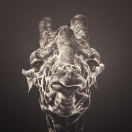 他在动物园拍摄动物的灵魂