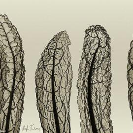 最“内在美”的照片