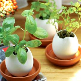 鸡蛋里生长植物