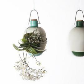 epiphytes 附生花瓶