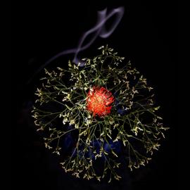 Sarah Illenberger “烟花”烂漫