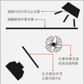 蝴蝶兰唯美肖像