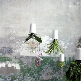 倒挂生长的植物