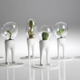 Domsai桌子上的宠物