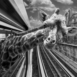 你见过动物乘地铁咩？