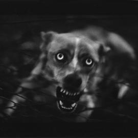 Giacomo Brunelli：地狱里的动物