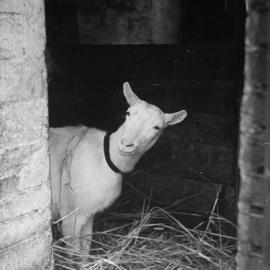 Friedrich Seidenstücker动物园