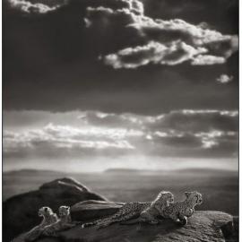 黑白的非洲动物摄影