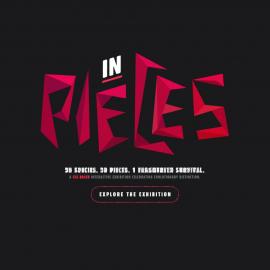 SPECIES IN SPECIES 30个多边形动物动态变换组成网站设计