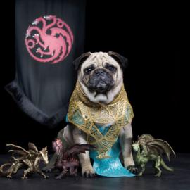 权利的游戏 狗狗版