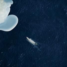 地球一小时：点亮蜡烛，留住多姿多彩的地球