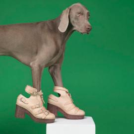 狗狗也能当超模