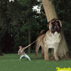 Ginsana保健药：欲望满满，精力怎能不满