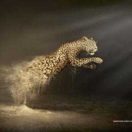 WWF 公益广告：荒漠化是把屠刀