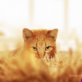 43张充满趣味的创意广告欣赏（一）