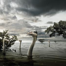 Staudinger + Franke创意广告