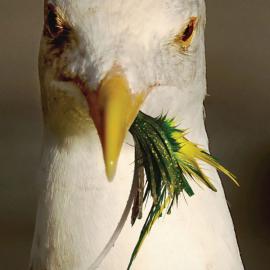 自然逼真H2O Pro Lures打印机广告欣赏