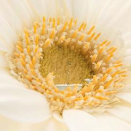 Glade空气清新剂广告