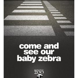 Adelaide 动物园广告:斑马