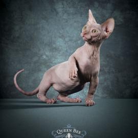 Queen Bee Waxing强效脱毛广告