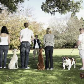 Calmdog :平息宠物神经系统&抵制压力