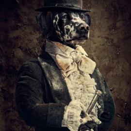 BGD流浪动物基金会公益广告