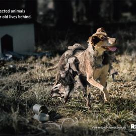 RSPCA (英国)皇家防止虐待动物协会广告