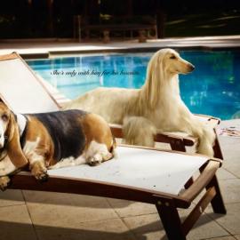 Mars Petfood Frolic：我只是为了饼干才和他在一起的