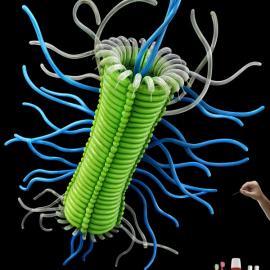 Condor儿童口腔清洁用品广告