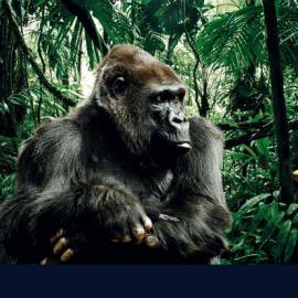 路虎汽车最新广告欣赏