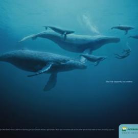 巴西国家石油公司广告