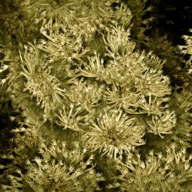 2009年世界海洋会议：珊瑚篇