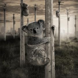 我们没地方呆了！Greenpeace绿色和平组织