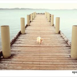 美国著名节目《America's Next Top Model》广告:Dog