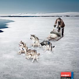 让您的狗做到最好