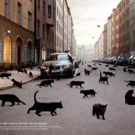 If(汽车保险)：黑猫