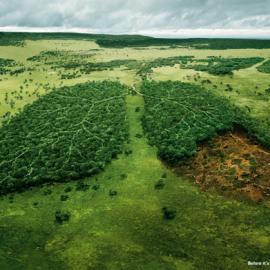 WWF: Lungs （肺）